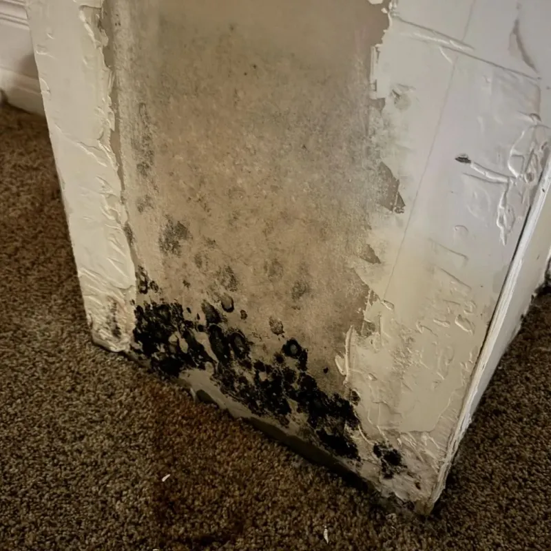Professional Mold Removal in Robert Lee, TX